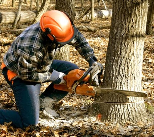 Tree Removal in Atlanta, MI